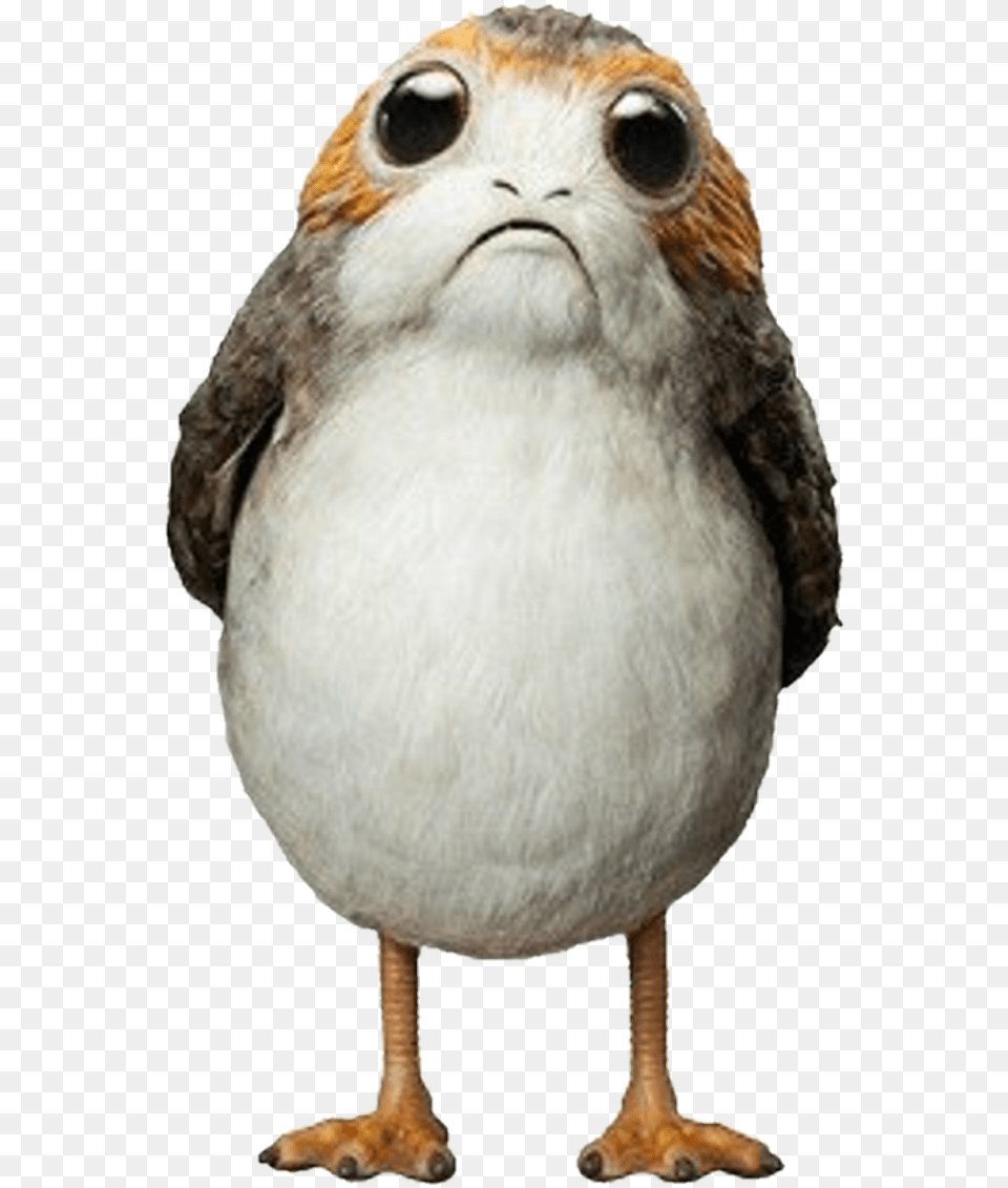 Porg Porg Star Wars, Animal, Beak, Bird Free Transparent Png