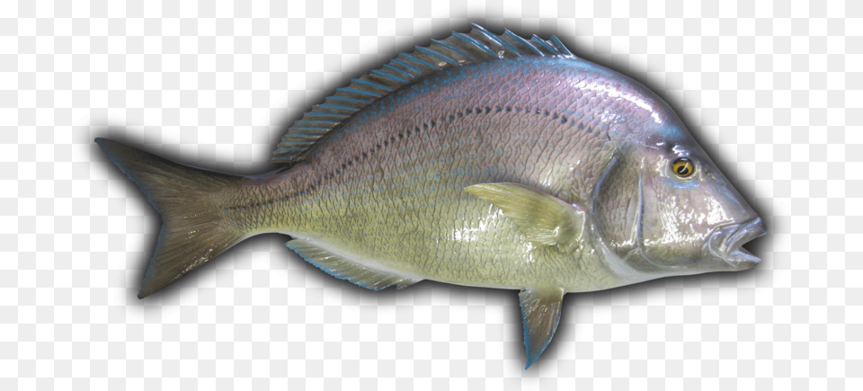 Porgy Fish Mount Porgy Fish, Animal, Sea Life, Perch Png Image