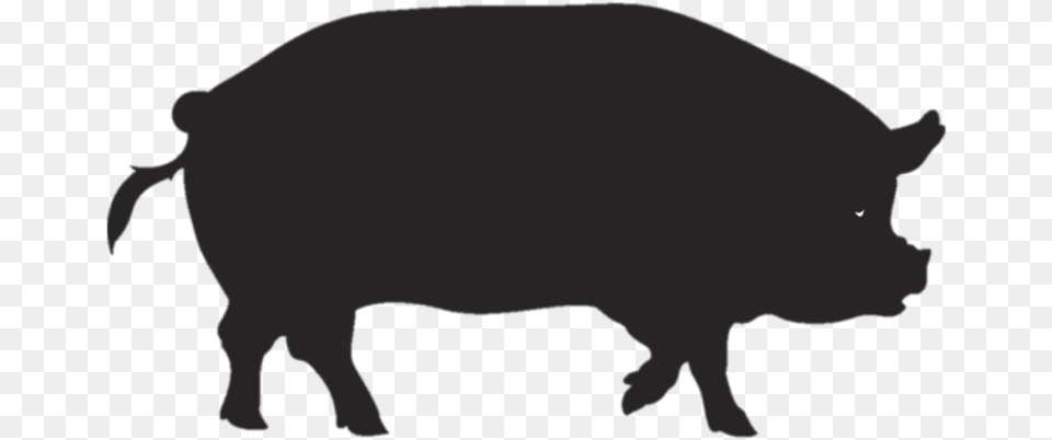 Pork Clipart Pig Tail Icono Jabali, Animal, Boar, Hog, Mammal Png