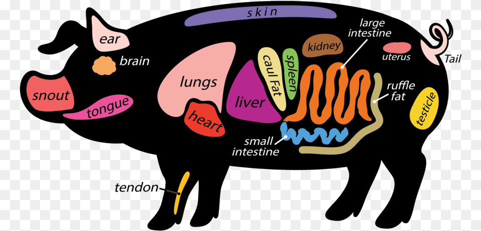 Pork Clipart Pig Tail Pig Ruffle Fat Free Transparent Png