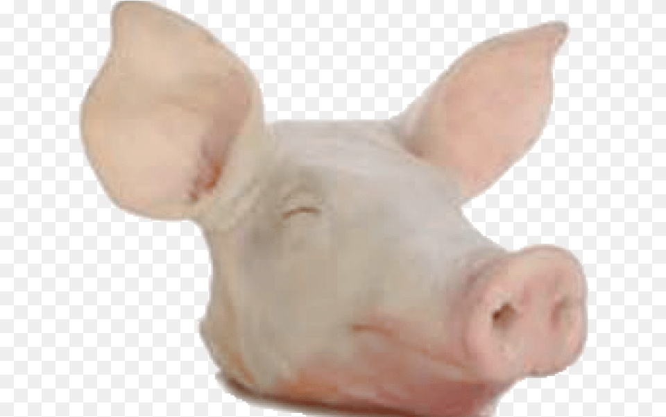 Pork Head Domestic Pig, Baby, Person, Animal, Mammal Free Png Download