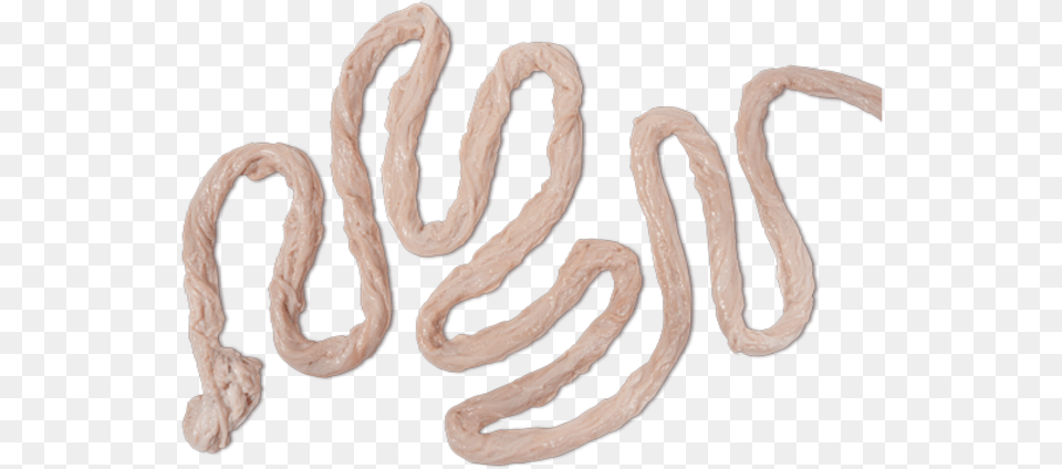 Pork Intestines Pork, Rope Png Image