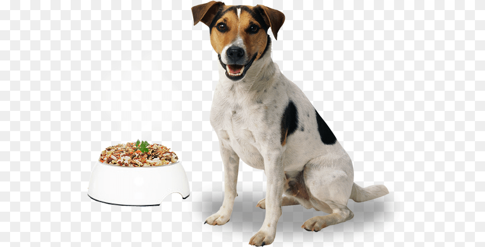 Porque Transparent Background Dog Hd, Animal, Canine, Mammal, Pet Png Image