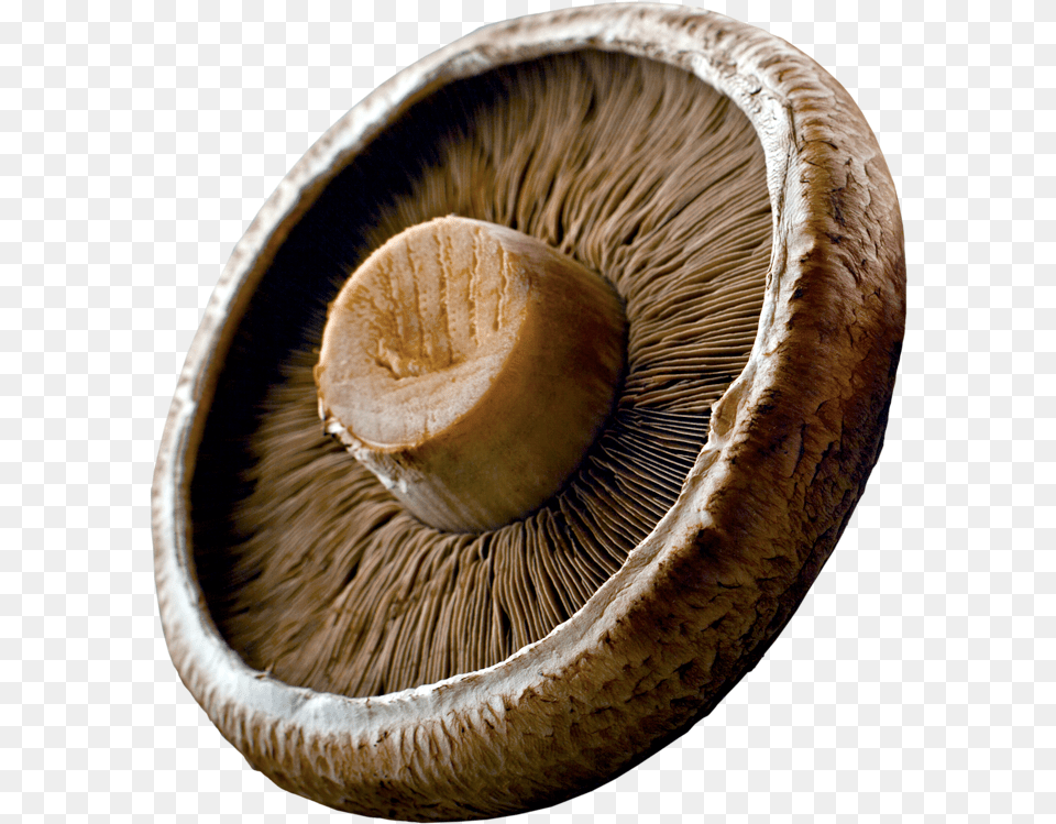 Portabellas Are Large Mushrooms With A Meat Like Texture, Agaric, Amanita, Fungus, Mushroom Free Png