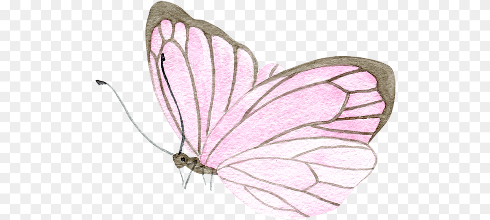 Portable Network Graphics, Animal, Butterfly, Insect, Invertebrate Free Transparent Png