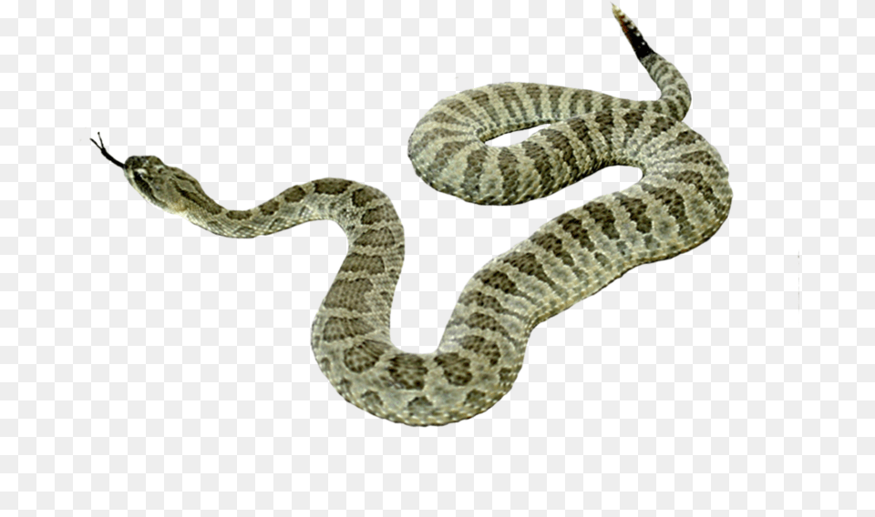 Portable Network Graphics, Animal, Reptile, Snake, Rattlesnake Free Png