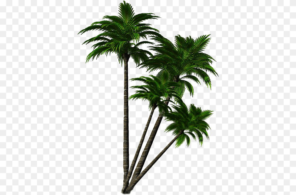 Portable Network Graphics, Leaf, Palm Tree, Plant, Tree Png Image