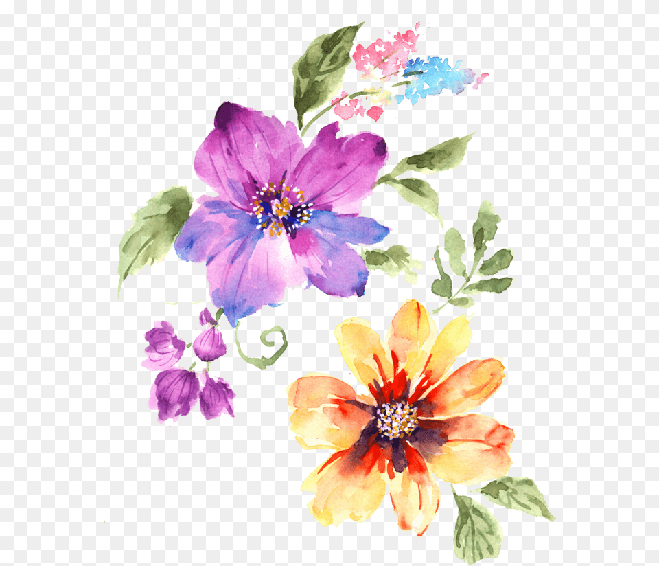 Portable Network Graphics, Flower, Plant, Anemone, Hibiscus Png