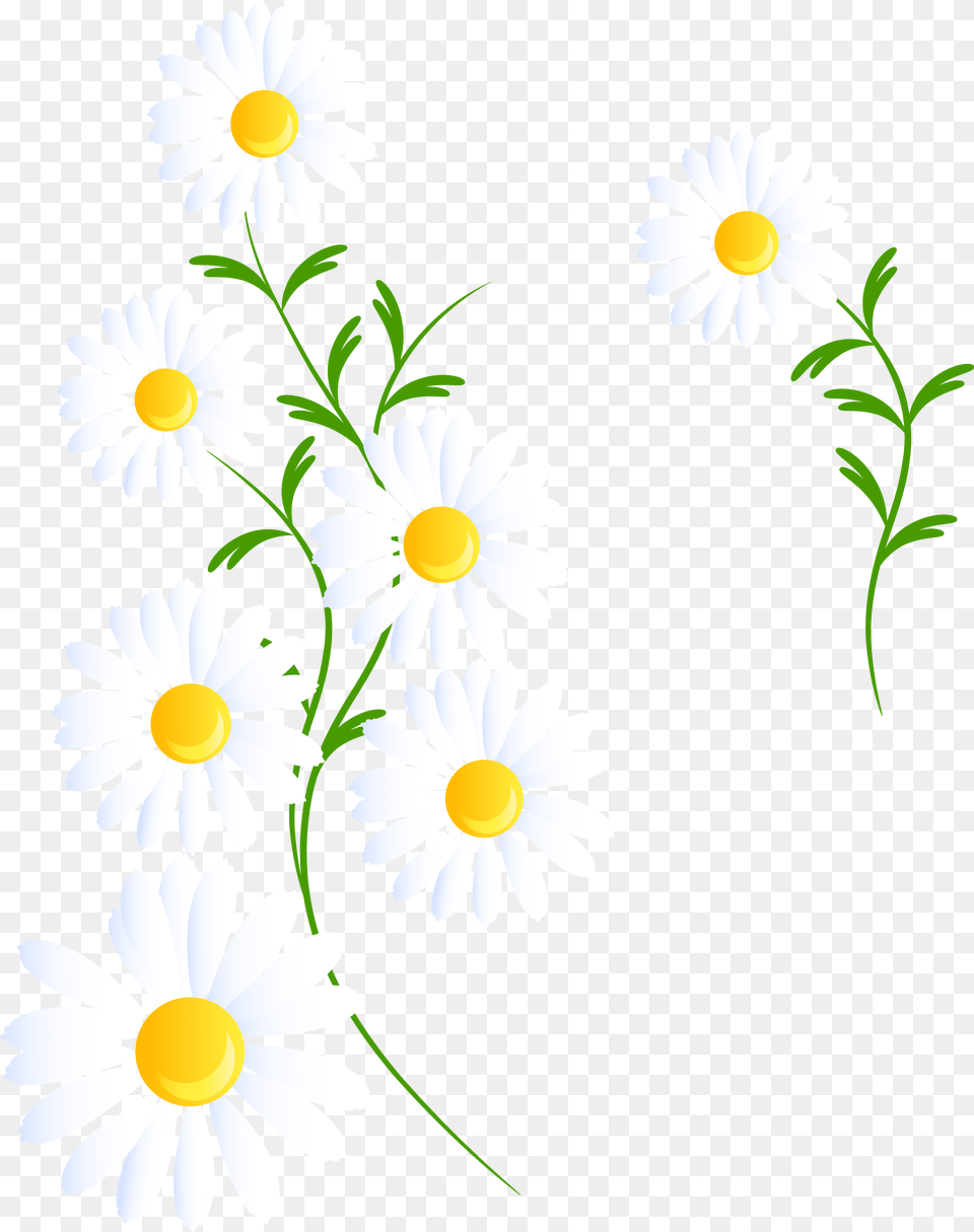 Portable Network Graphics, Daisy, Flower, Plant Png