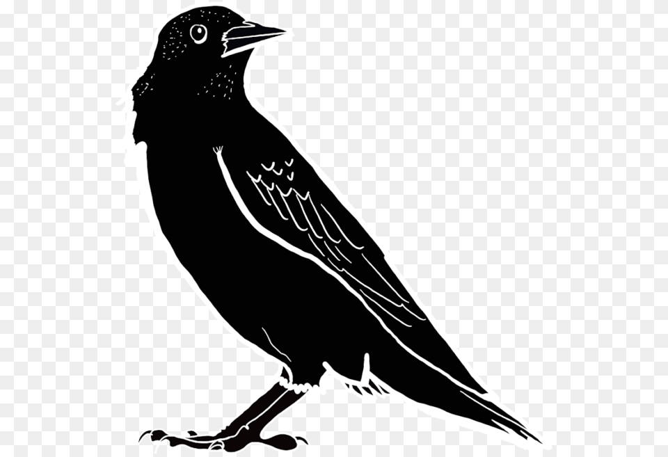 Portable Network Graphics, Animal, Bird, Blackbird, Stencil Free Transparent Png