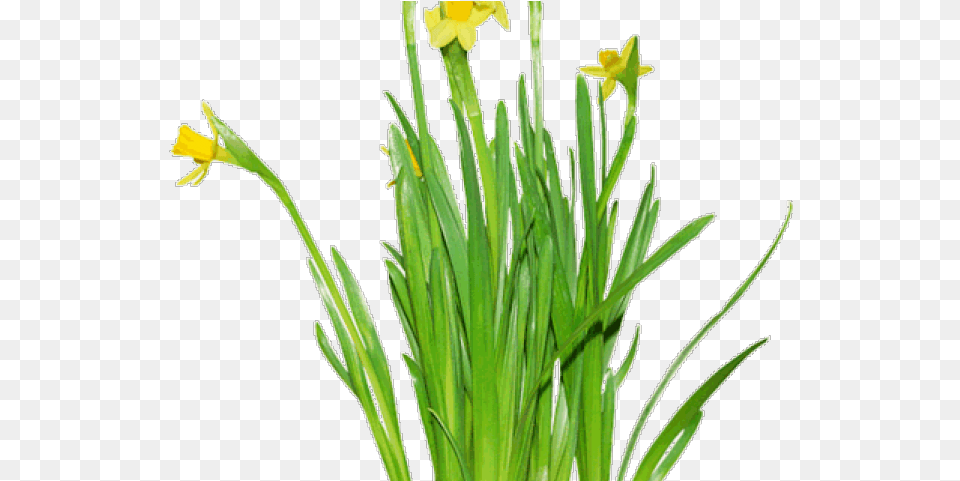 Portable Network Graphics, Daffodil, Flower, Plant Png Image