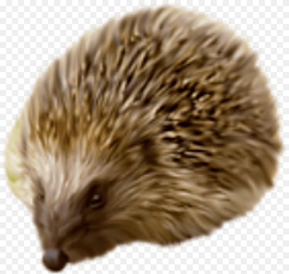 Portable Network Graphics, Animal, Hedgehog, Mammal, Rat Png