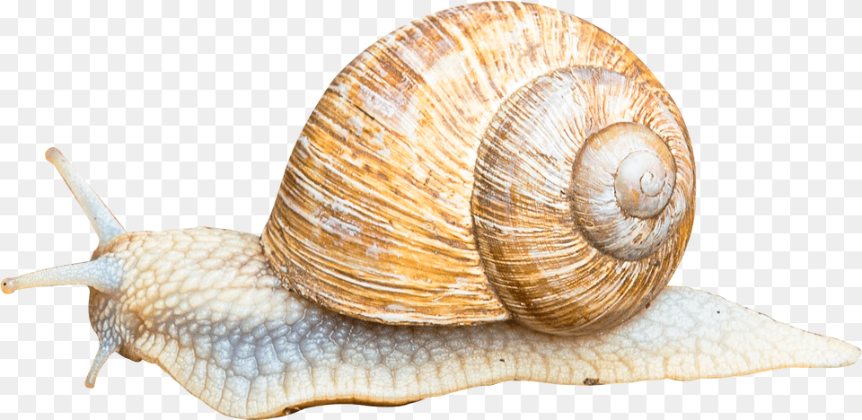Portable Network Graphics, Animal, Insect, Invertebrate, Snail Png Image