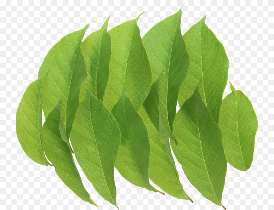 Portable Network Graphics, Leaf, Plant Free Png