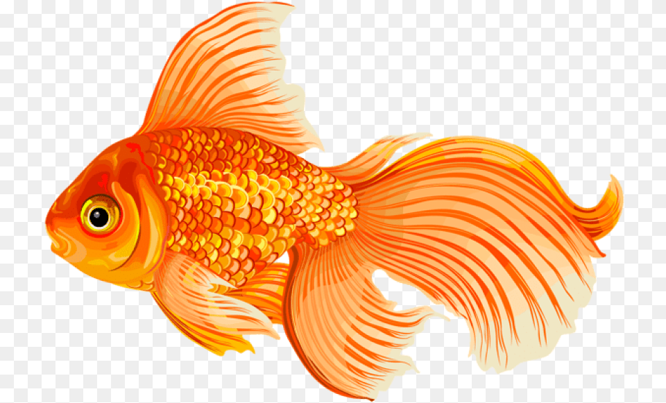 Portable Network Graphics, Animal, Fish, Sea Life, Goldfish Png