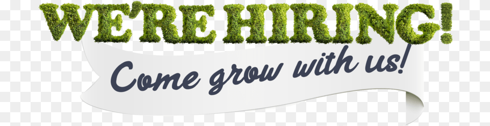 Portable Network Graphics, Grass, Plant, Vase, Text Free Png
