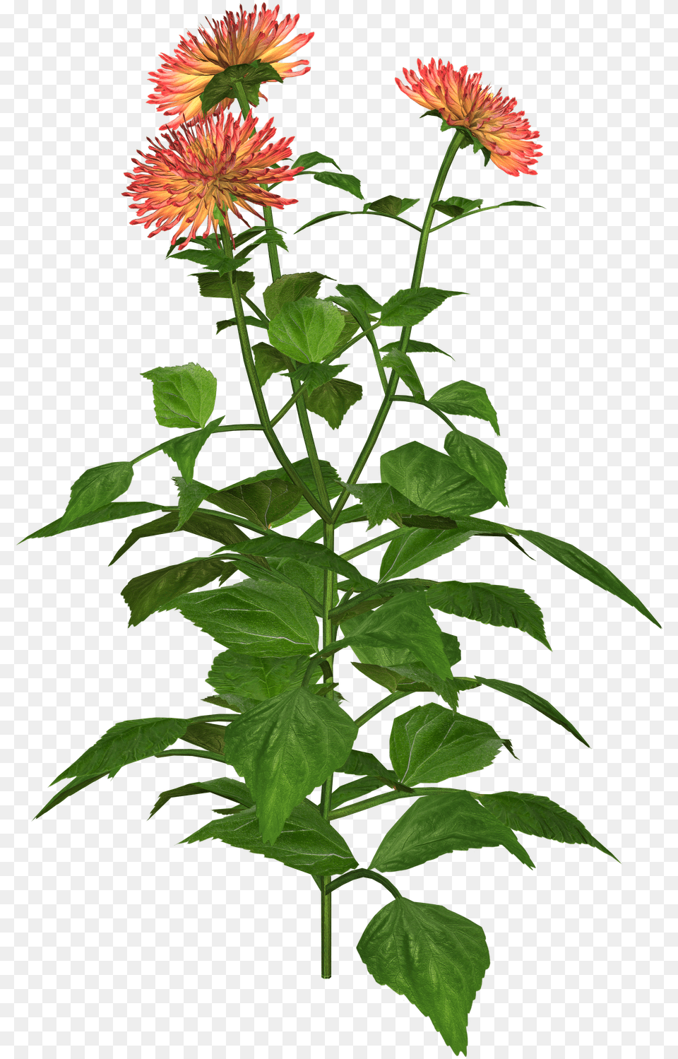 Portable Network Graphics, Acanthaceae, Dahlia, Flower, Plant Free Transparent Png