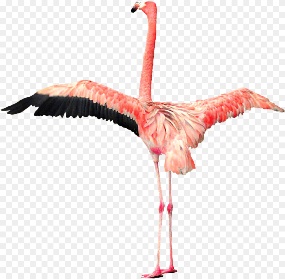 Portable Network Graphics, Animal, Bird, Flamingo Free Transparent Png