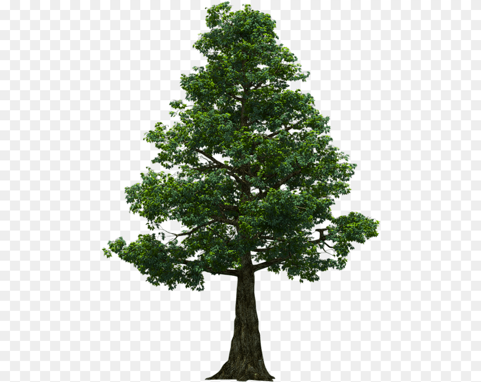 Portable Network Graphics, Plant, Tree, Tree Trunk, Oak Free Transparent Png