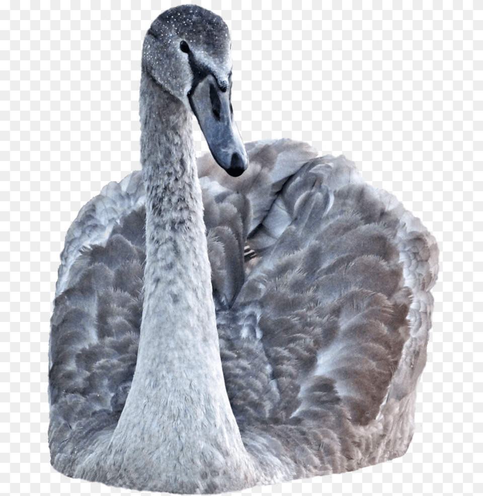 Portable Network Graphics, Animal, Bird, Swan, Waterfowl Free Png Download