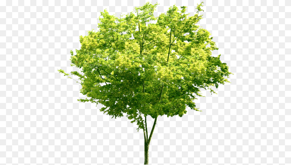 Portable Network Graphics, Leaf, Maple, Oak, Plant Free Png