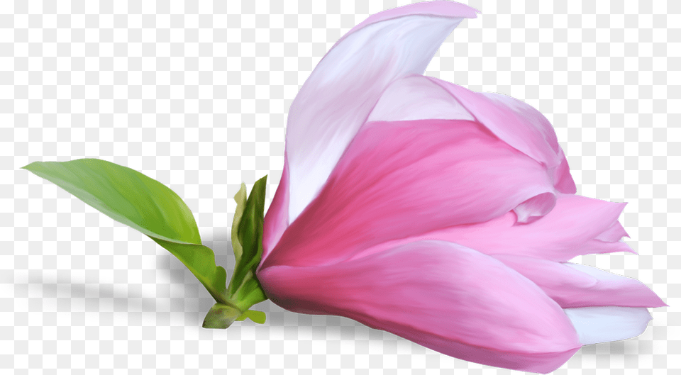 Portable Network Graphics, Flower, Petal, Plant, Rose Free Png Download