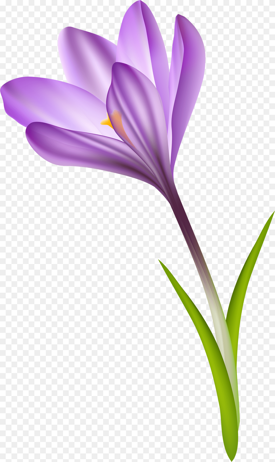 Portable Network Graphics, Flower, Plant, Crocus, Petal Free Png Download