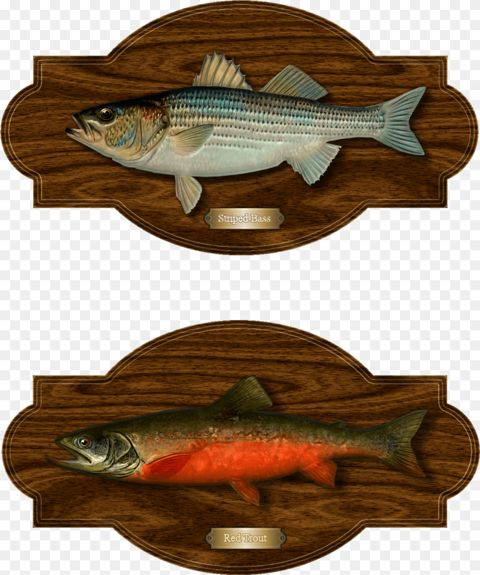 Portable Network Graphics, Animal, Fish, Sea Life, Trout Png