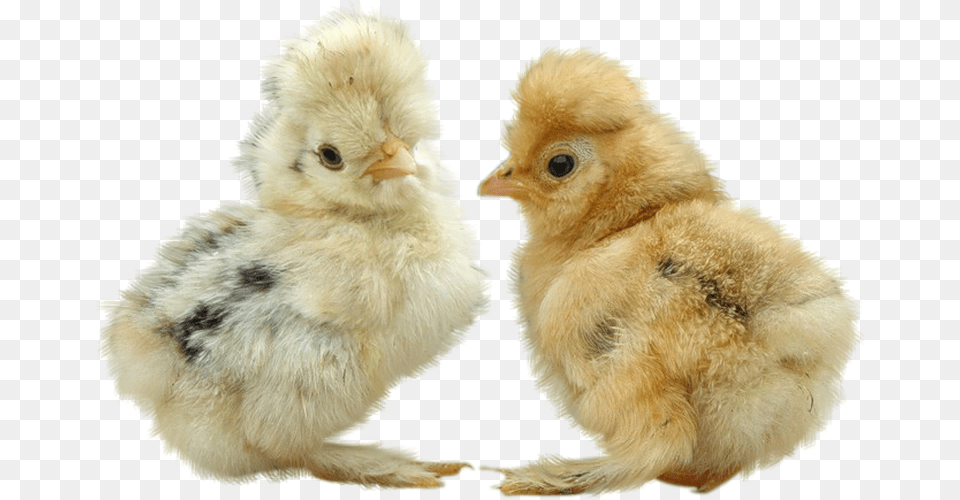 Portable Network Graphics, Animal, Bird, Chicken, Fowl Free Png Download