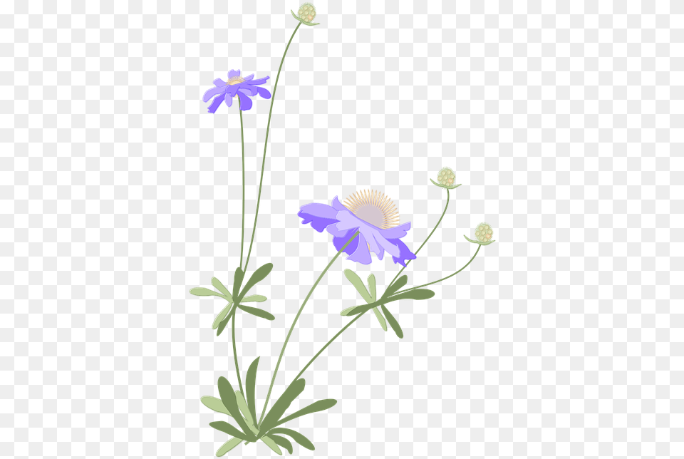 Portable Network Graphics, Anemone, Daisy, Flower, Plant Free Png
