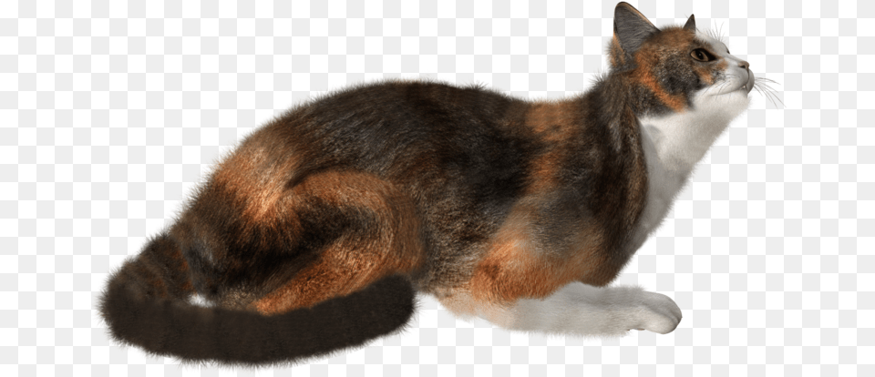 Portable Network Graphics, Animal, Cat, Mammal, Manx Free Transparent Png