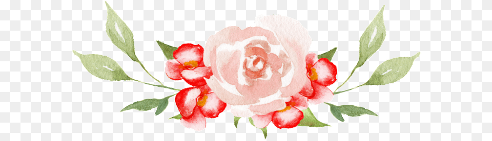 Portable Network Graphics, Flower, Plant, Rose, Petal Png