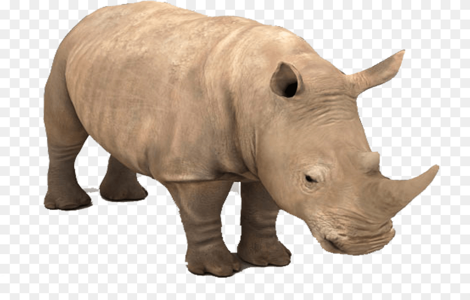 Portable Network Graphics, Animal, Mammal, Pig, Rhino Free Png