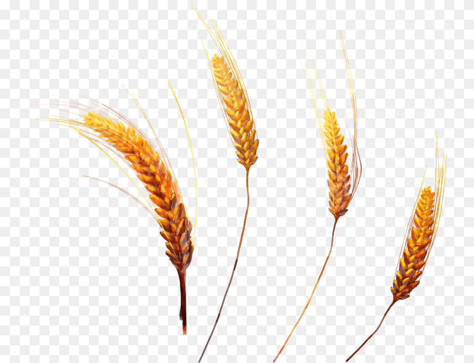 Portable Network Graphics, Food, Grain, Produce, Wheat Free Transparent Png