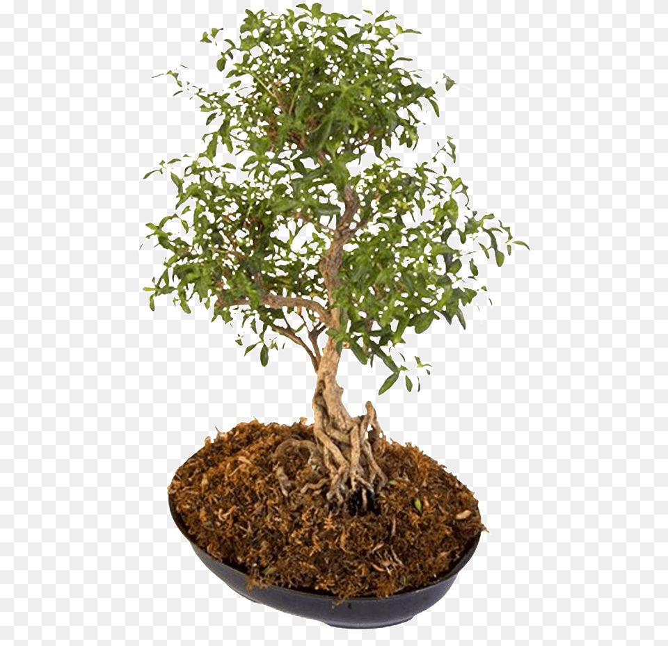 Portable Network Graphics, Plant, Potted Plant, Tree, Bonsai Free Png Download