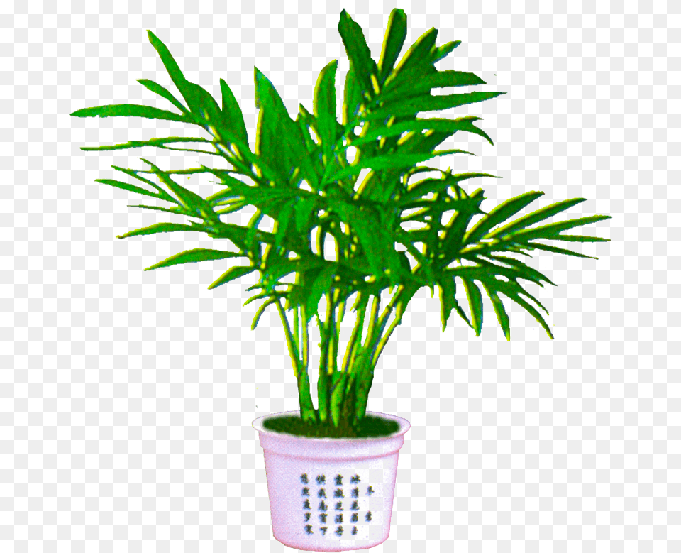 Portable Network Graphics, Leaf, Palm Tree, Plant, Potted Plant Free Png