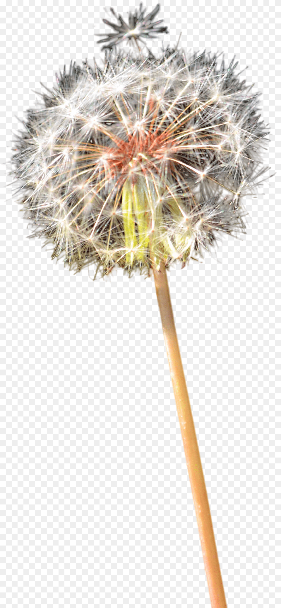 Portable Network Graphics, Flower, Plant, Dandelion Png