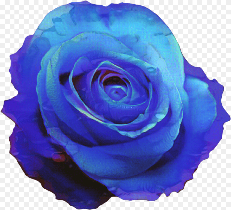 Portable Network Graphics Blue Rose Clip Art Blue Flower Transparent Blue Rose, Plant Png