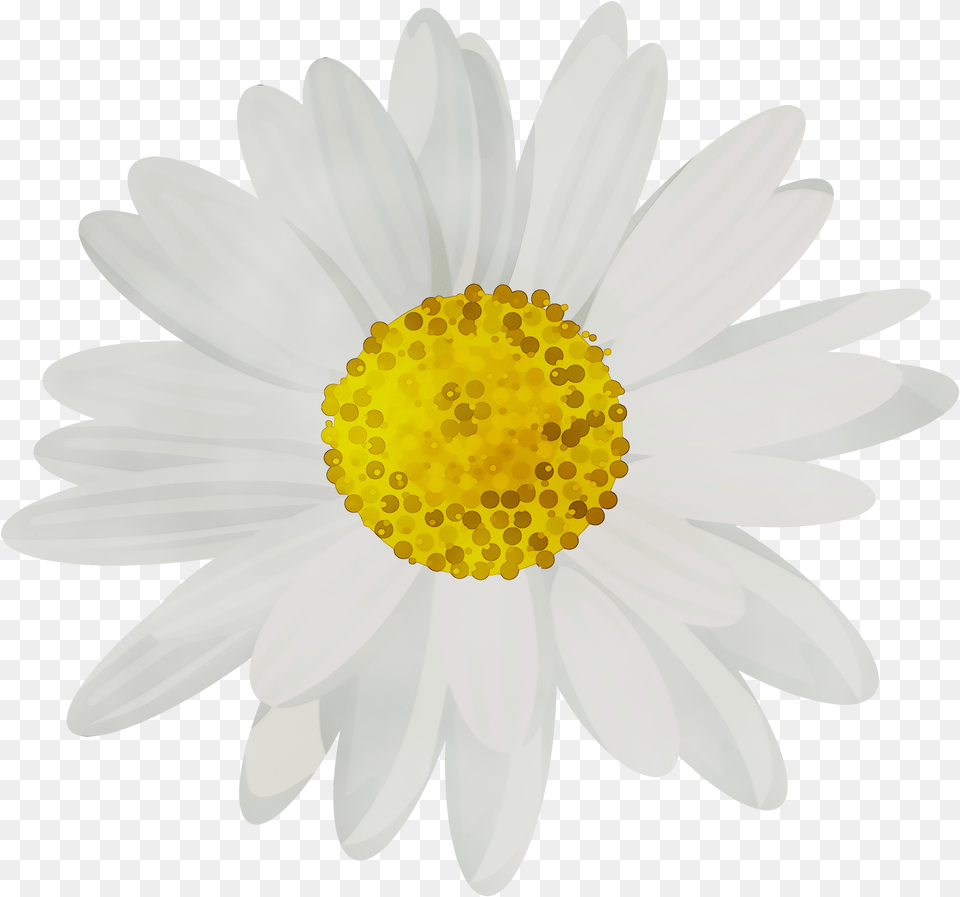 Portable Network Graphics Clip Art Common Daisy Desktop Transparent Background Daisy, Flower, Plant, Petal, Chandelier Free Png Download