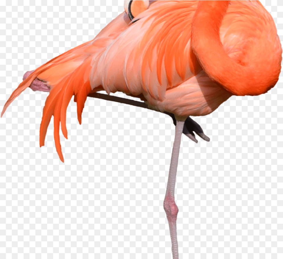 Portable Network Graphics Clip Art Flamingo, Animal, Bird Png