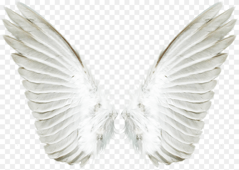 Portable Network Graphics Clip Art Image Computer File Background Angel Wings Free Transparent Png