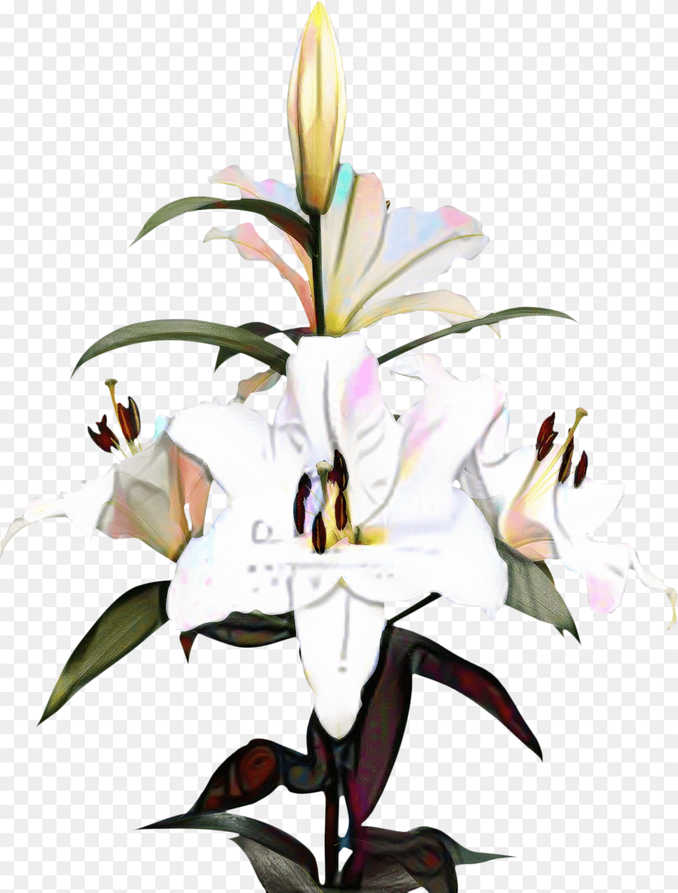 Portable Network Graphics Clip Art Madonna Lily Image Portable Network Graphics, Flower, Plant Free Transparent Png
