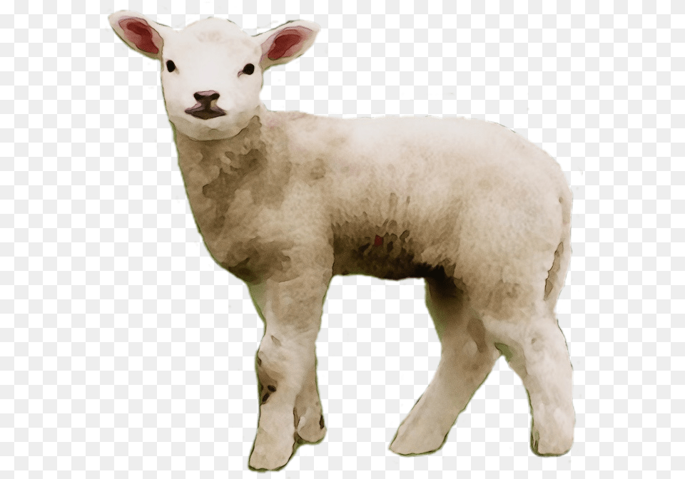 Portable Network Graphics Clip Art Sheep S Meat Sheep Small, Animal, Livestock, Mammal, Bear Png Image