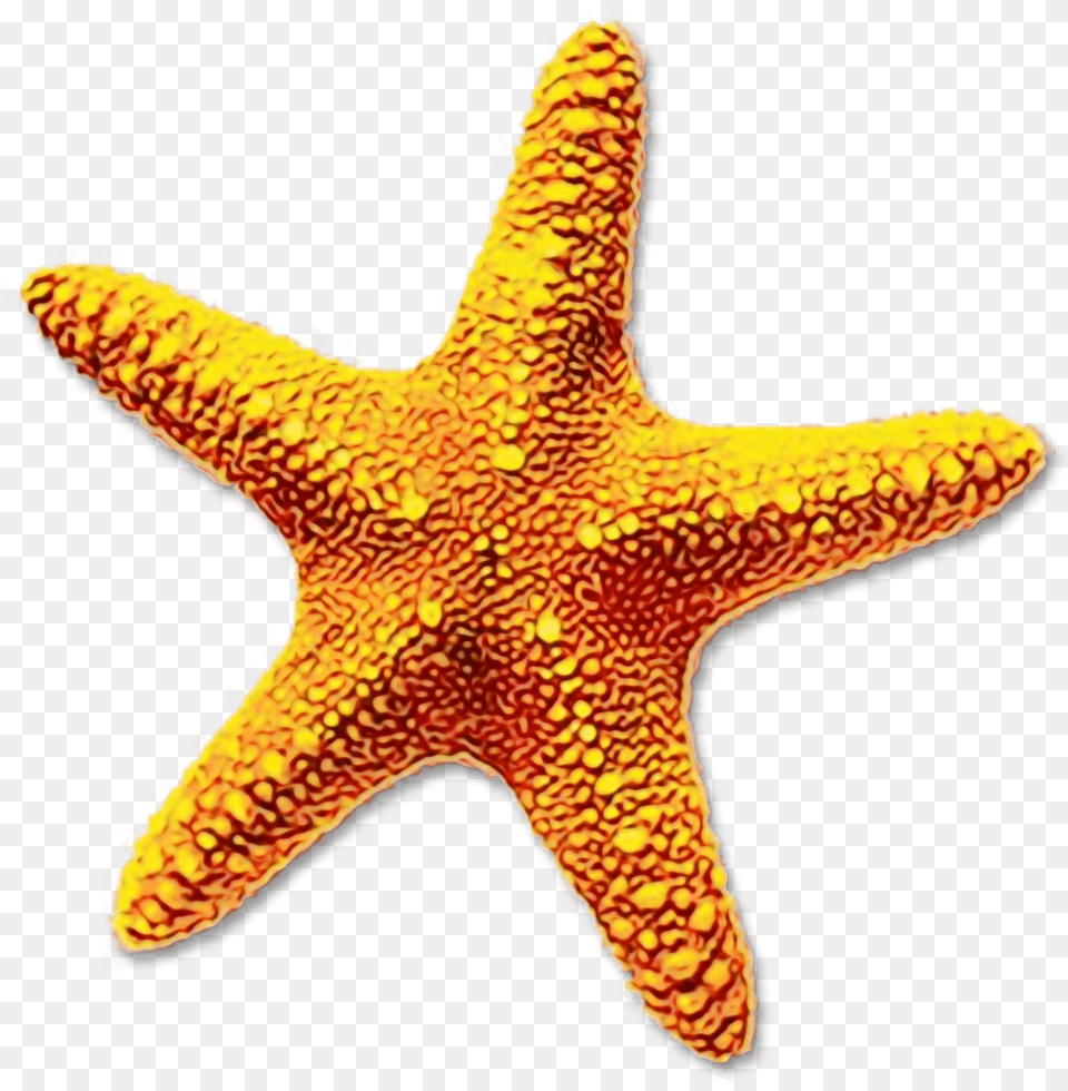 Portable Network Graphics Clip Art Starfish Image Sea Star Transparent Background, Animal, Sea Life, Invertebrate Png