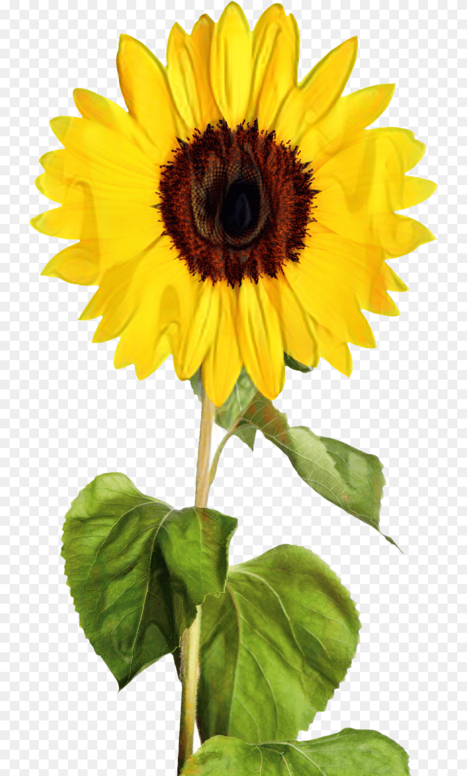 Portable Network Graphics Clip Art Transparency Image Vector Transparent Sunflower Clip Art, Flower, Plant Free Png Download