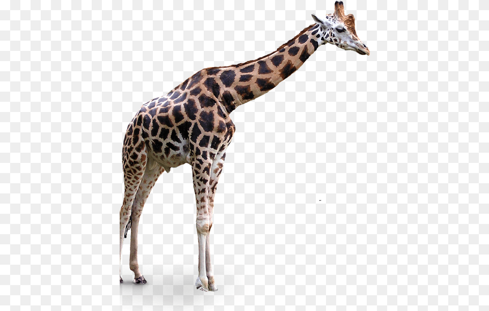 Portable Network Graphics Clip Art Transparency Northern Giraffe Background, Animal, Mammal, Wildlife Png Image