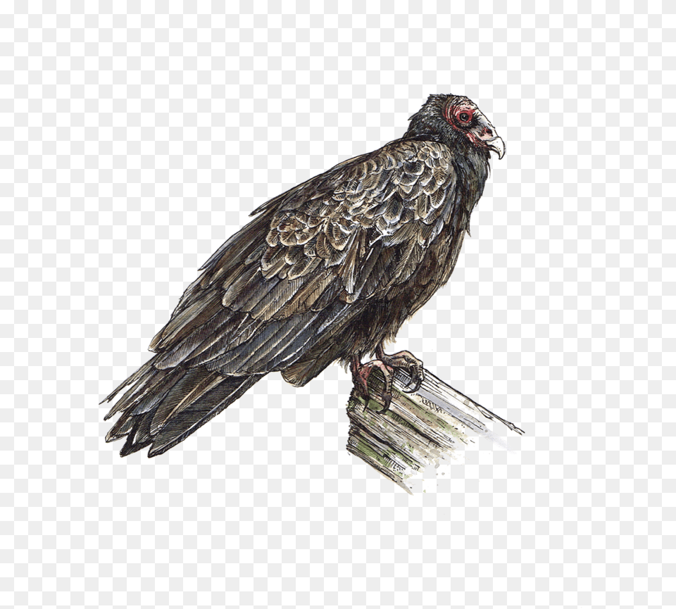 Portable Network Graphics Download, Animal, Bird, Vulture, Condor Png Image