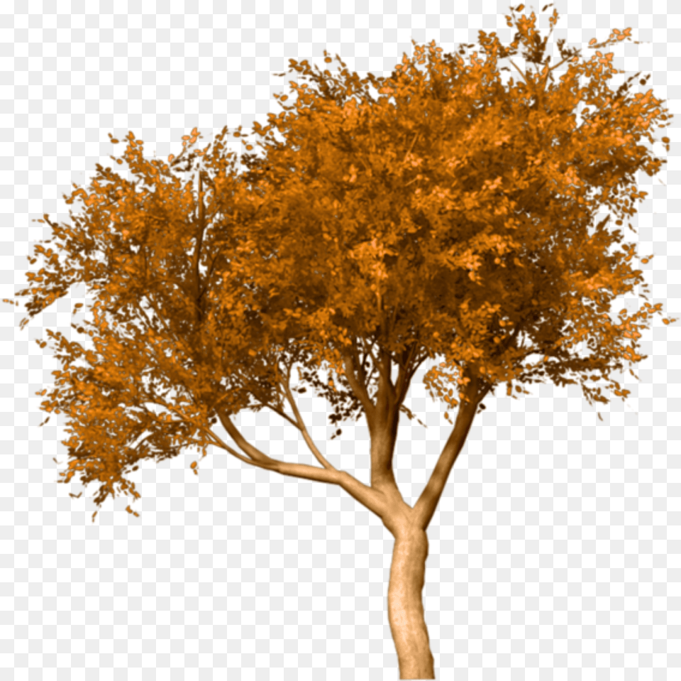 Portable Network Graphics Fall Tree Clip Art Image Fall Tree, Maple, Plant, Tree Trunk, Leaf Free Png Download