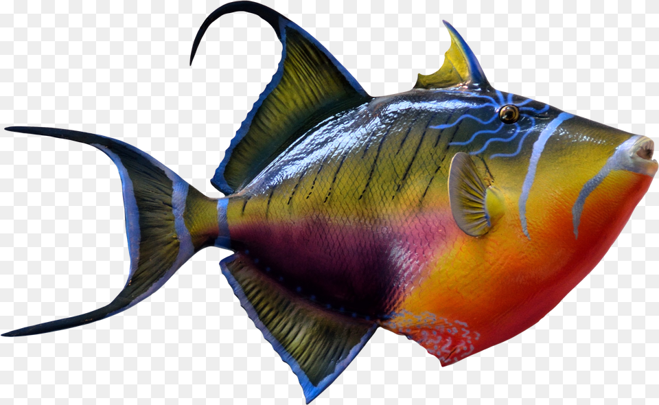 Portable Network Graphics Goldfish Amp Tropical Fish Color Fish Images, Angelfish, Animal, Sea Life Free Transparent Png