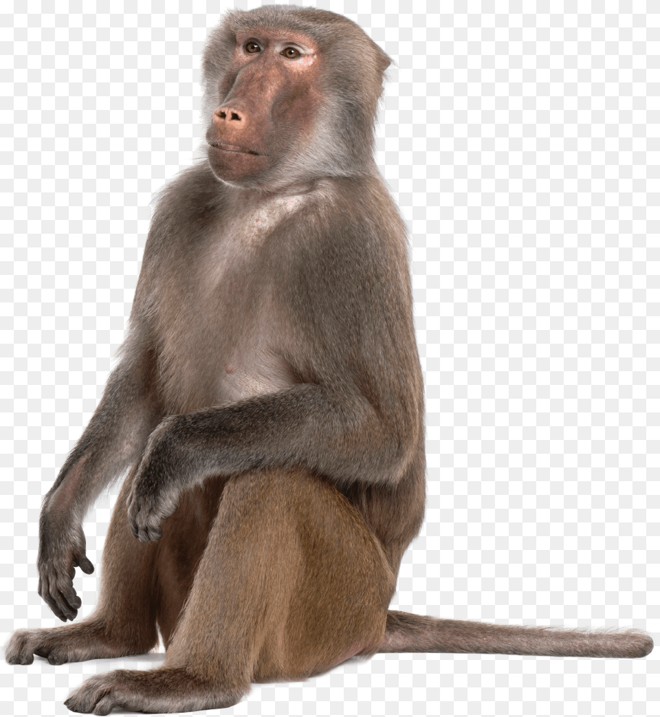 Portable Network Graphics Monkey Baboons Mandrill Primate Baboon, Animal, Mammal, Wildlife Free Transparent Png
